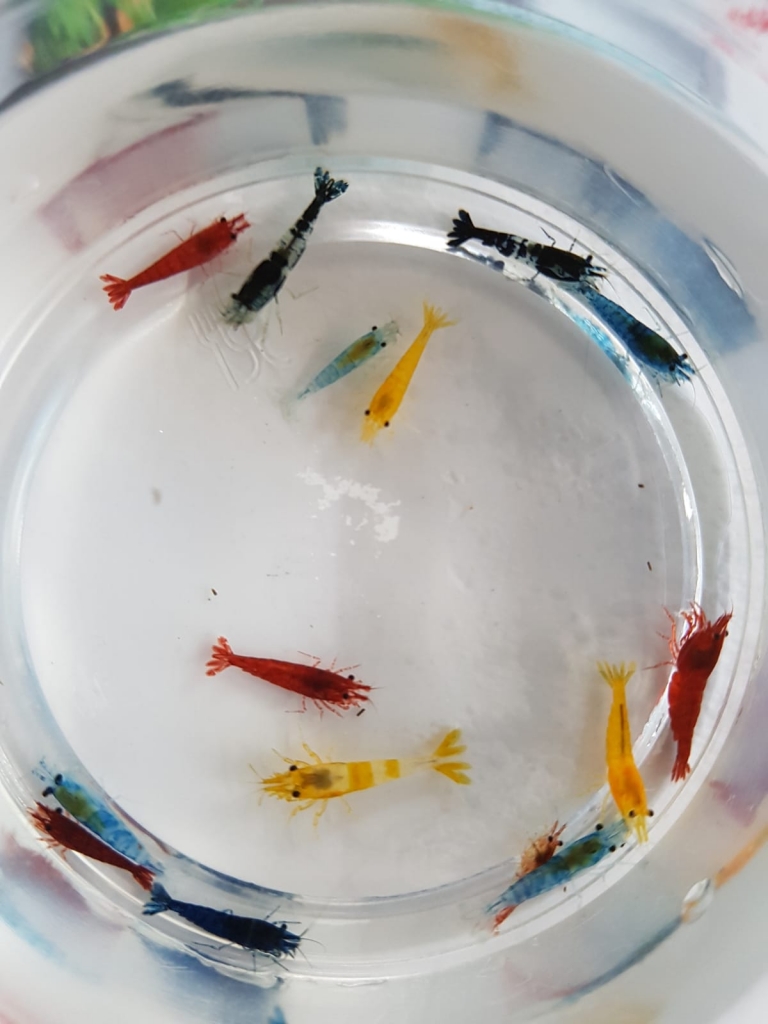 Neocaridina 20er Mix Paket